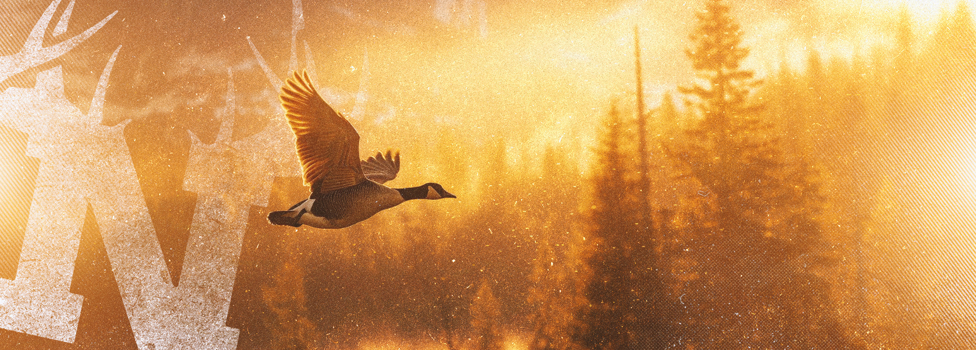 GEESE
